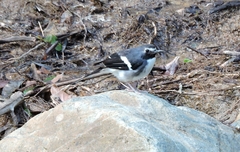 Enicurus schistaceus