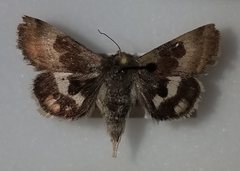 Heliothis oregonica