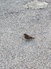 Passer domesticus × italiae