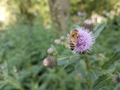 Apis mellifera