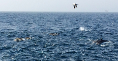 Delphinus