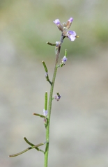 Boechera lemmonii