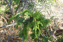 Juniperus maritima