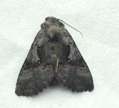Epigaea Looper Moth photo 3