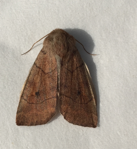 Smoked Sallow photo 5
