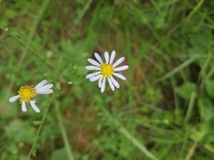 Aster indicus