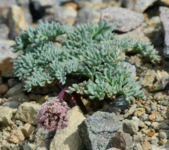 Cymopterus cinerarius