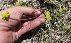 Eriogonum marifolium