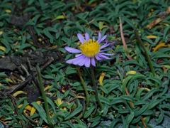 Erigeron barbellulatus