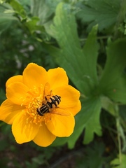 Helophilus neoaffinis