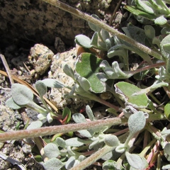 Eriogonum marifolium