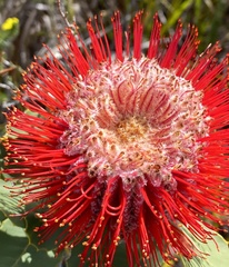 Banksia coccinea