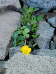 Ranunculus eschscholtzii oxynotus