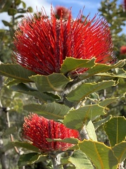 Banksia coccinea