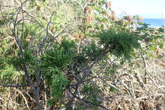 Juniperus maritima