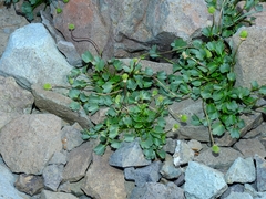 Ranunculus eschscholtzii oxynotus