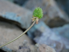 Ranunculus eschscholtzii oxynotus
