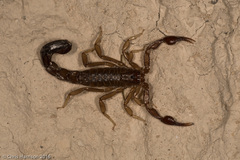 Vaejovis intermedius