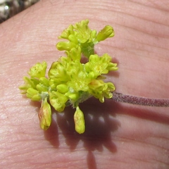 Eriogonum marifolium