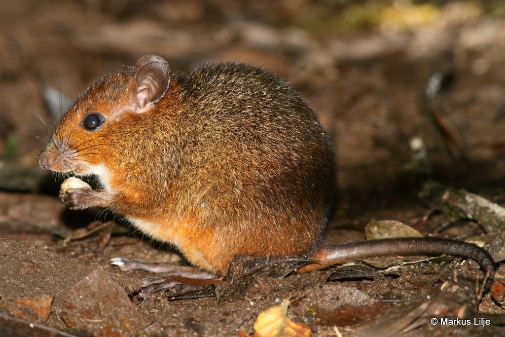Nesomys rufus