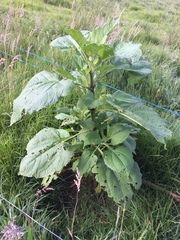 Smallanthus pyramidalis