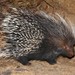 Cape Porcupine - Photo (c) Markus  Lilje, some rights reserved (CC BY-NC-ND), uploaded by Markus  Lilje