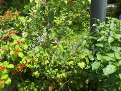 Papilio demoleus malayanus