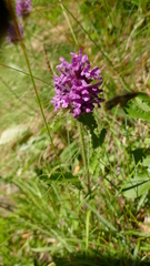 Betonica hirsuta