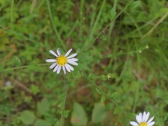 Aster indicus