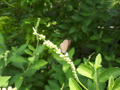 Anthene emolus goberus