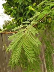 Leucaena leucocephala