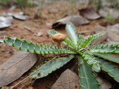 Saniculeae