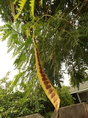 Leucaena leucocephala