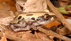 Kassina senegalensis