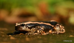 Phrynomantis bifasciatus