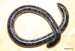 Afrotyphlops schlegelii