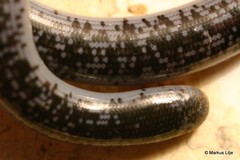 Afrotyphlops schlegelii