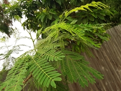 Leucaena leucocephala