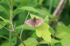 Erynnis juvenalis