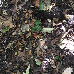 Myristica inutilis