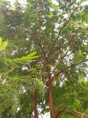 Leucaena leucocephala
