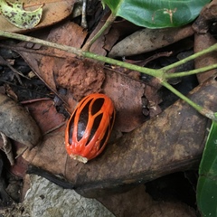 Myristica inutilis