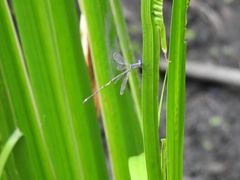 Lestes forcipatus