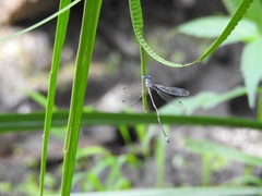 Lestes forcipatus