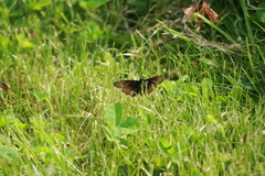 Erynnis juvenalis