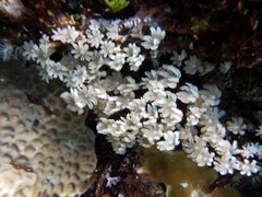 Clavularia viridis