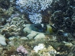 Thalassoma jansenii