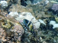 Thalassoma jansenii