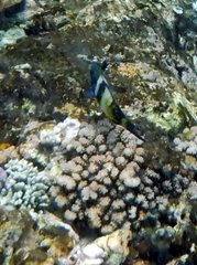 Thalassoma jansenii