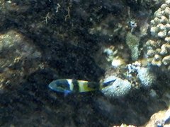 Thalassoma jansenii